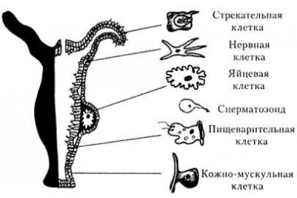 Оригинальный сайт кракен